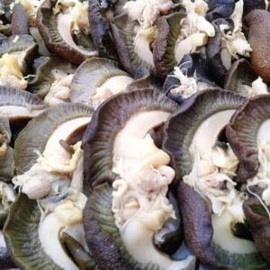 Fresh snails (jumbo) - 5pcs